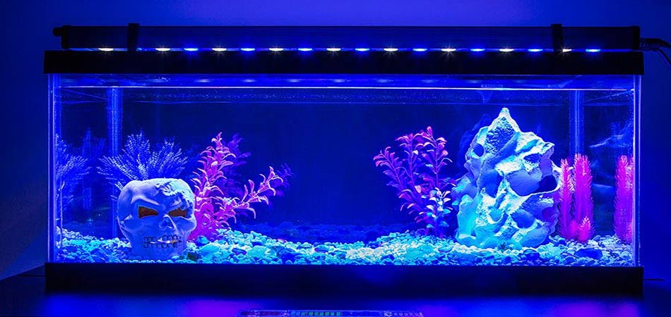 Black-Lights-in-Aquarium-Tanks