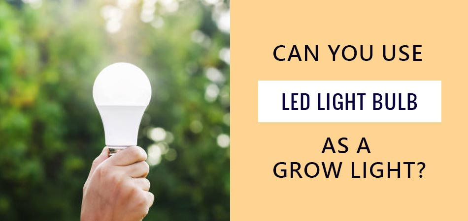 Can-You-Use-LED-Light-Bulb-As-A-Grow-Light